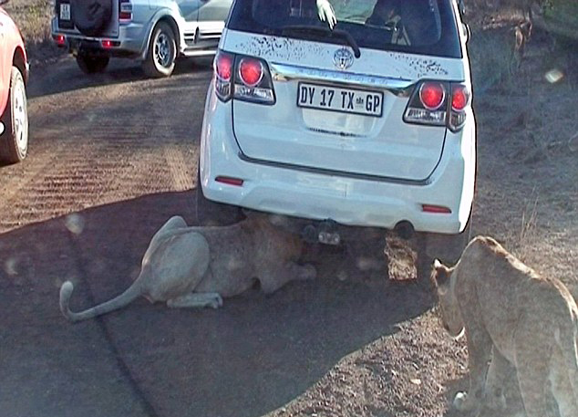 南非一豪猪智斗狮群 躲游客车底顺利逃脱