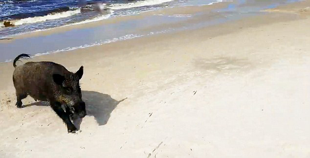 疯狂野猪大闹波兰一沙滩 横冲直撞吓坏游客
