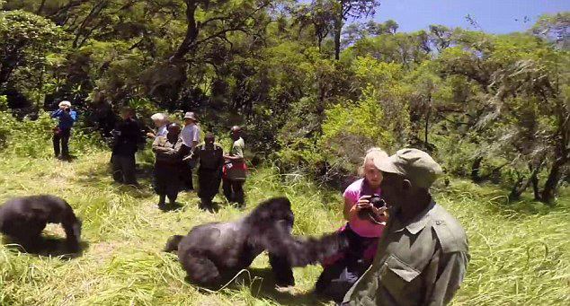 澳大利亚女子卢旺达度蜜月被猩猩袭击推倒
