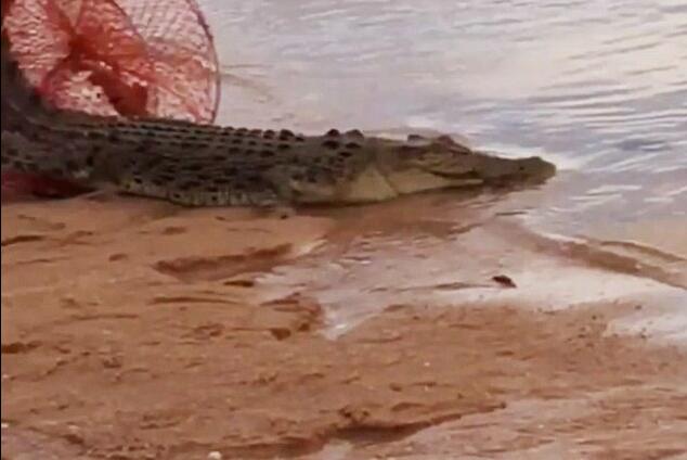 惊呆！澳大利亚渔民用蟹笼捕获两米长咸水鳄