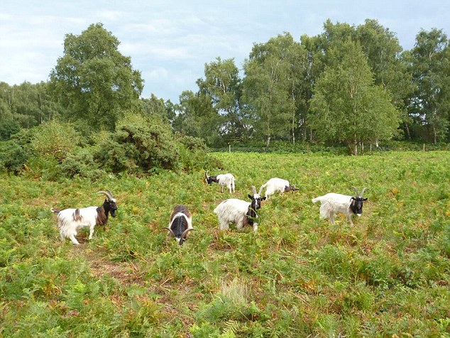 英政府引山羊吃杂草 不料几乎啃光所有植被