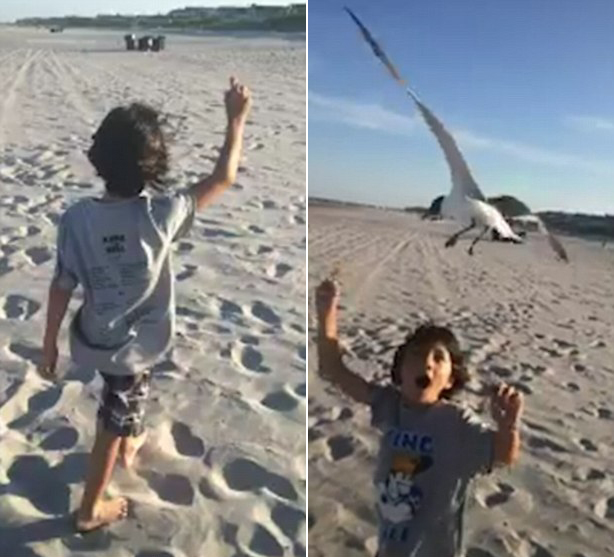惊慌失措！美国男孩高举食物引来海鸥偷食