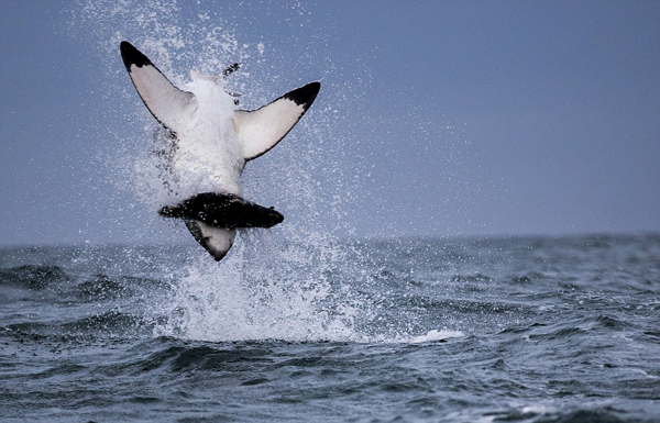 漂亮后空翻！大白鲨飞跃出水捕食海豹