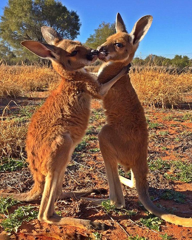 好有爱！澳两只小袋鼠被拍到相互拥吻