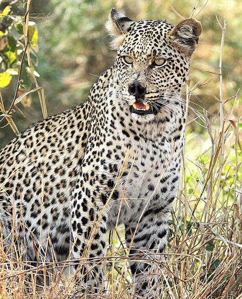 南非一母豹受伤部分鼻腔外露 模样酷似伏地魔