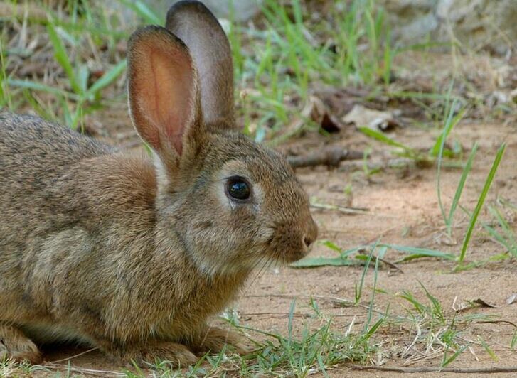 研究发现墨西哥古文明:豢养食用兔子