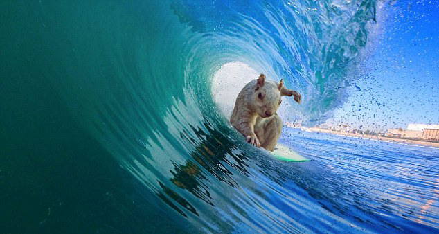 p图比赛欢乐多:小松鼠变身各种角色