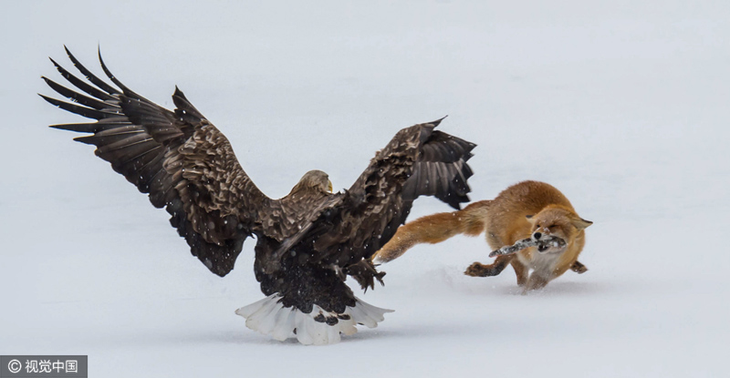 日本狐狸妄想吃白食与老鹰冰上大战