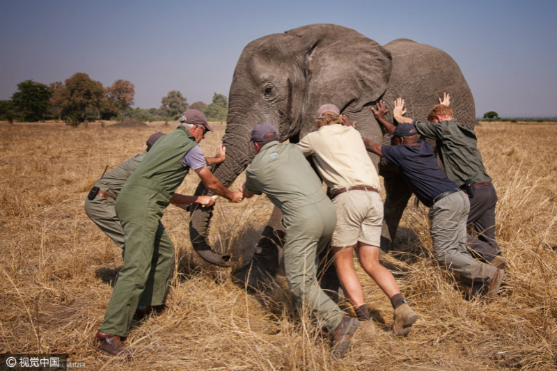 英国哈里王子参与保护动物活动 帮助非洲大象“搬家”