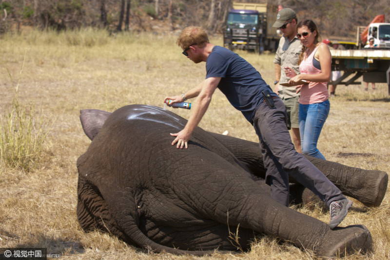 英国哈里王子参与保护动物活动 帮助非洲大象“搬家”