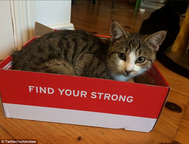 宠物猫纸盒中打盹儿照片走红网络