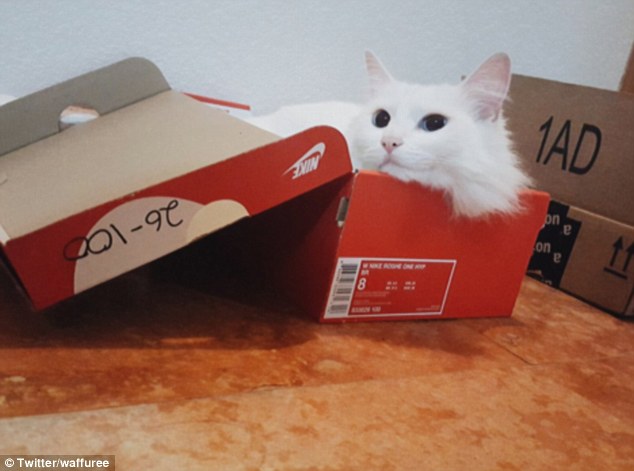 宠物猫纸盒中打盹儿照片走红网络