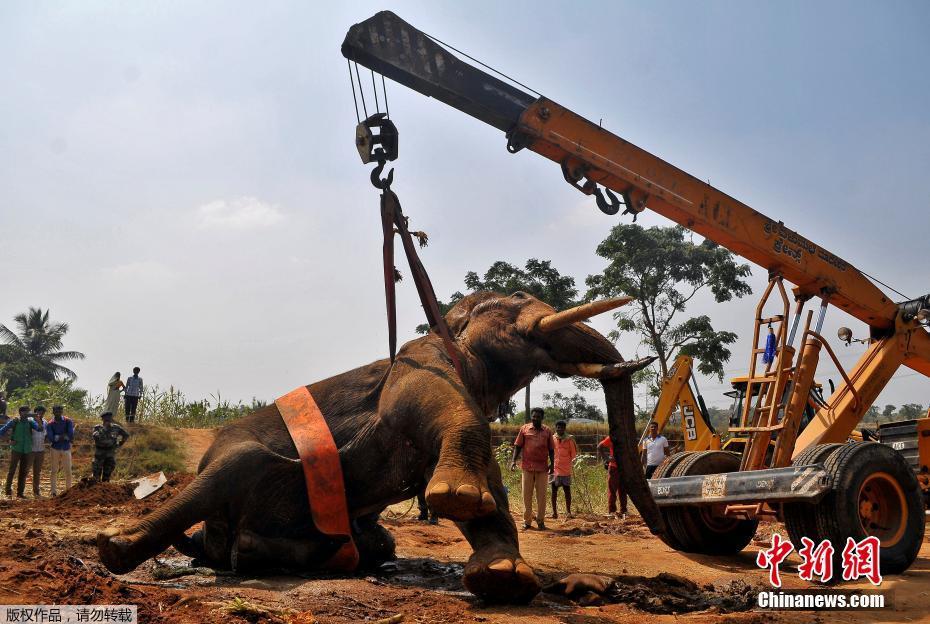 印度35岁大象受伤 工作人员用起重机进行救援