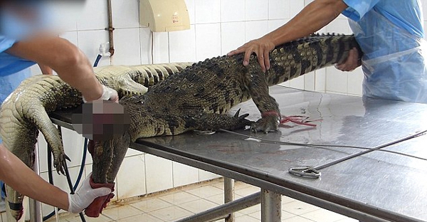 人性何在！越南农场被曝活体剥离鳄鱼皮
