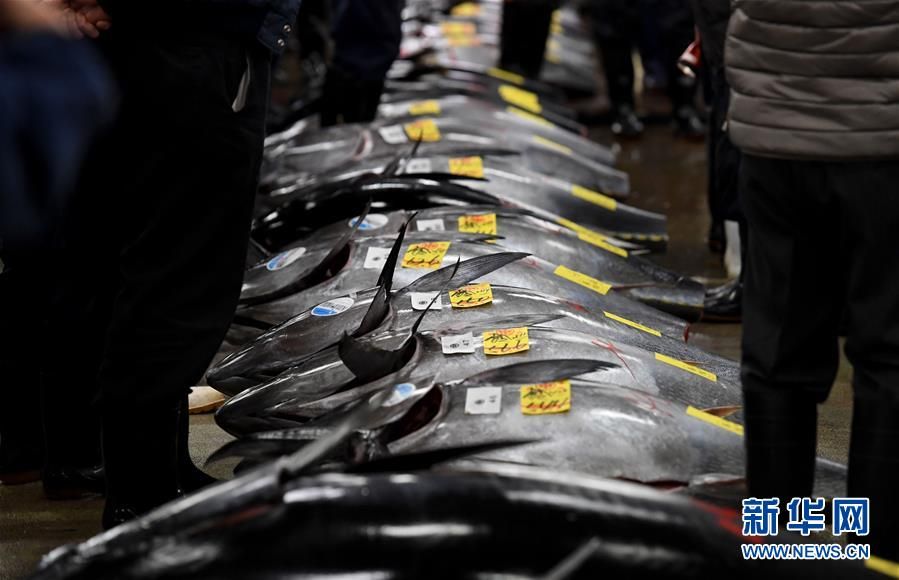 日本水产市场开市 巨型金枪鱼7400万日元成交