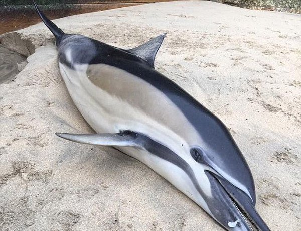 英海滩频现海豚尸体 海洋生态问题引关注