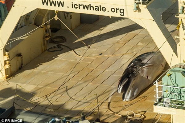 日本船员在南极偷猎鲸鱼被拍:国际法庭明令禁止