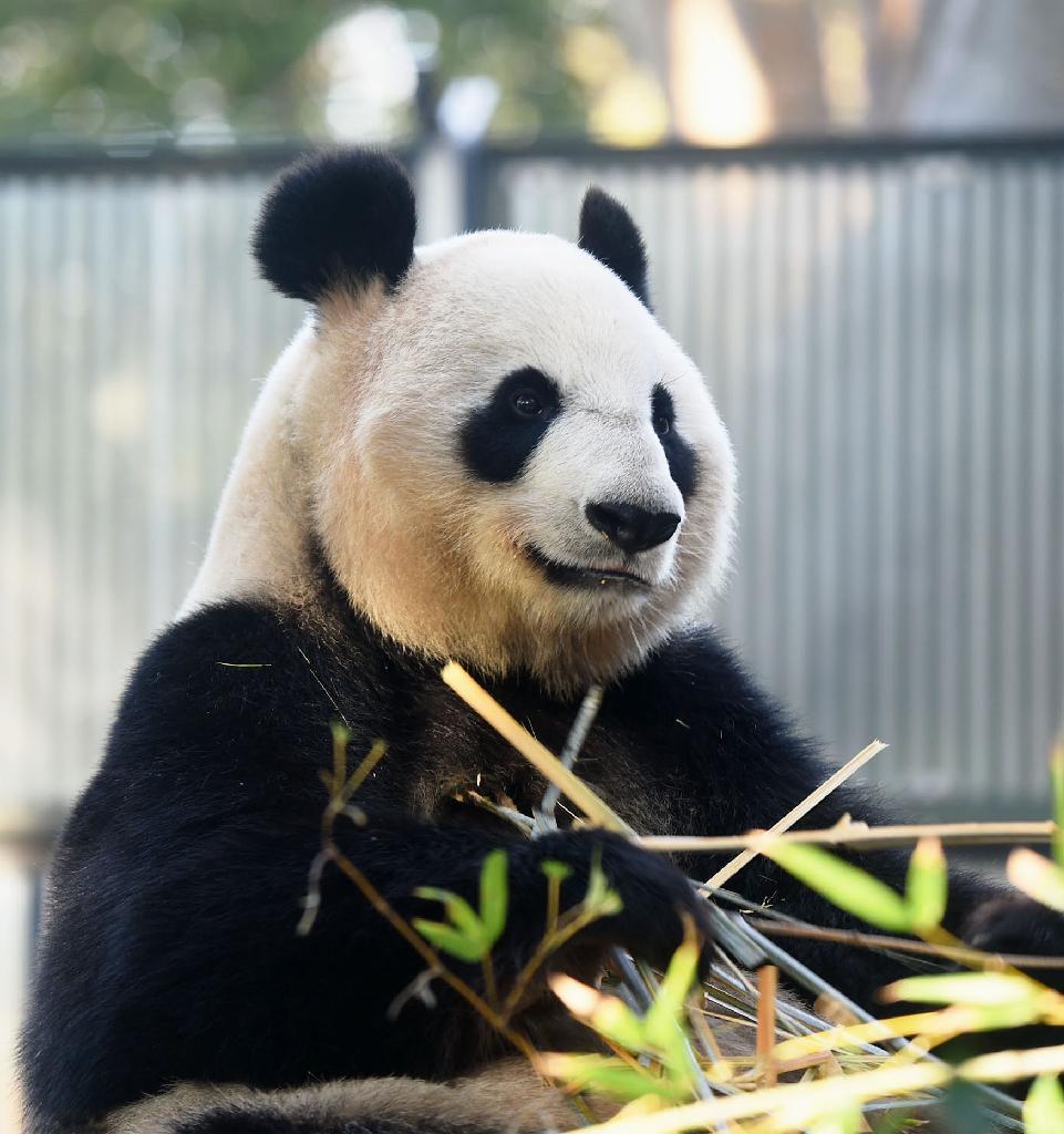 东京上野动物园为大熊猫繁殖做准备 或采取人