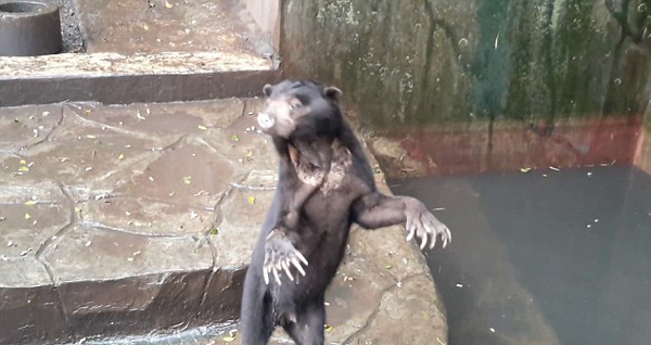 震惊！印尼动物园一马来熊骨瘦如柴向游客乞食