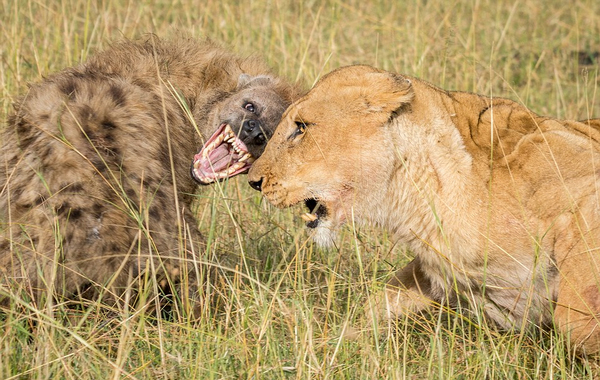 饿急跳墙！肯尼亚鬣狗群抢狮子猎物以失败告终
