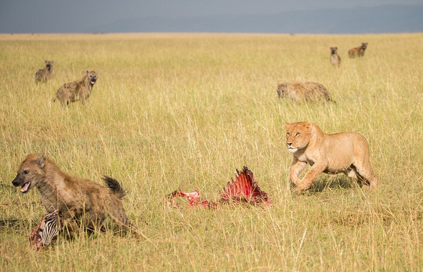 饿急跳墙！肯尼亚鬣狗群抢狮子猎物以失败告终