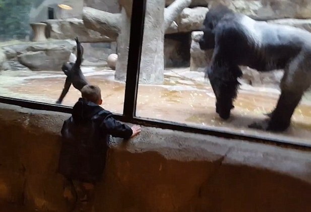 美5岁男童动物园与大猩猩幼崽相模仿跳舞