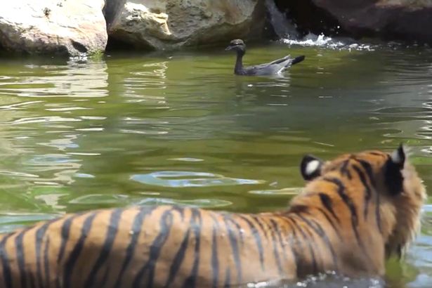 勇敢！澳动物园鸭子敢与老虎玩“猫捉老鼠”
