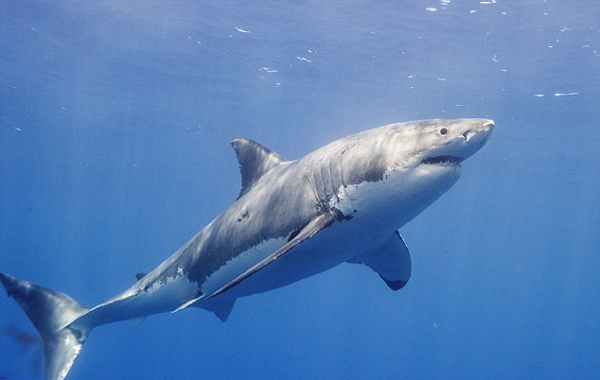 澳潜水教练遭鲨鱼袭击 被困孤岛5小时终获救