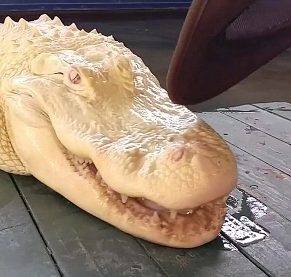 美公园一白化鳄鱼引关注 白色皮肤粉红眼睛