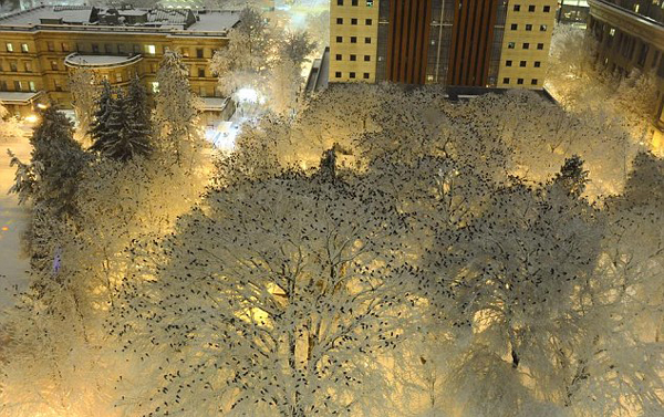 美犯罪学家拍数百只乌鸦栖息雪树上 如梦境一般