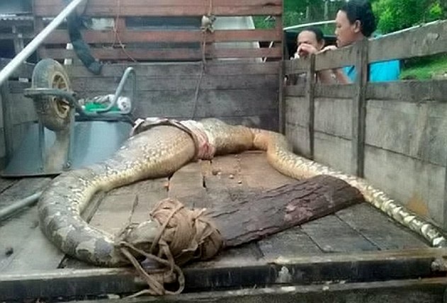 马来西亚贪婪巨蟒吞食两只羊 身体臃肿难移动