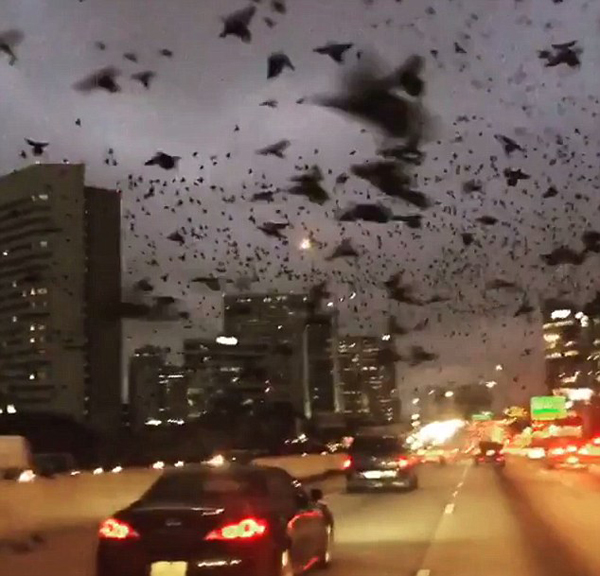 可怕！美国一高速公路上空惊现成群黑鸟