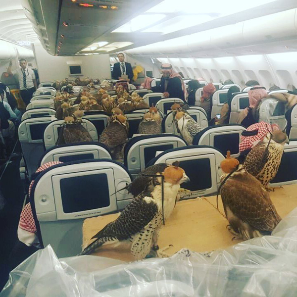 沙特王子为鹰预定头等舱智对行李超重问题