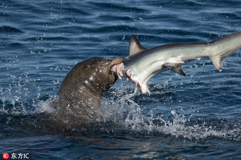 美海狮捕食长尾鲨 怒甩空中凶残断头