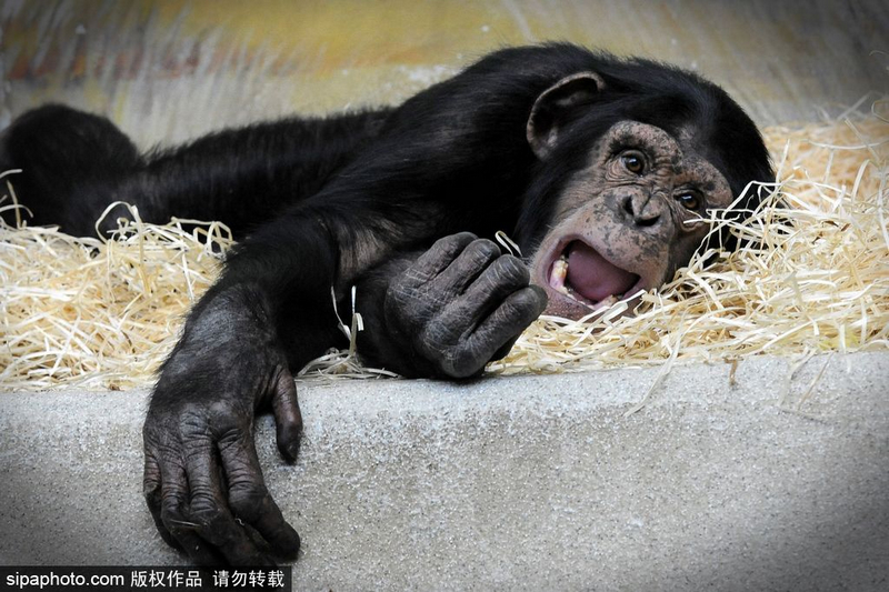 捷克动物园黑猩猩“葛优瘫”样子呆萌