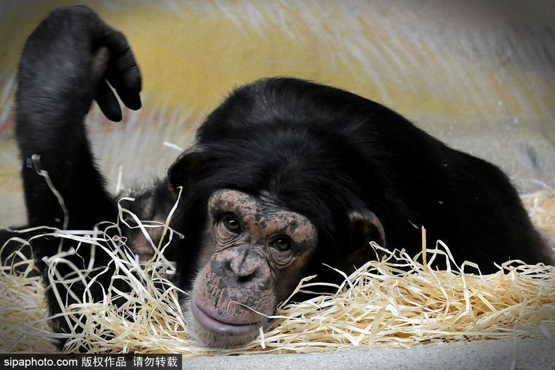 捷克动物园黑猩猩“葛优瘫”样子呆萌