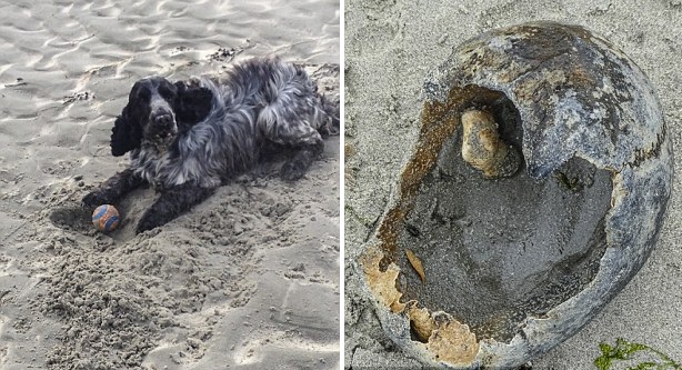 英艺术家海滩上遛狗时发现疑似百年前人类头骨
