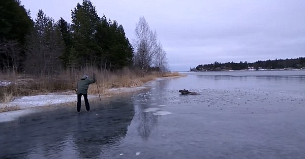 暖心！瑞典滑冰爱好者合力破冰救助被困驼鹿