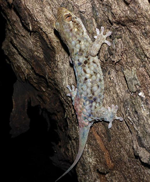 科学新发现：马达加斯加岛惊现脱壳壁虎