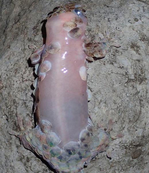 科学新发现:马达加斯加岛惊现脱壳壁虎
