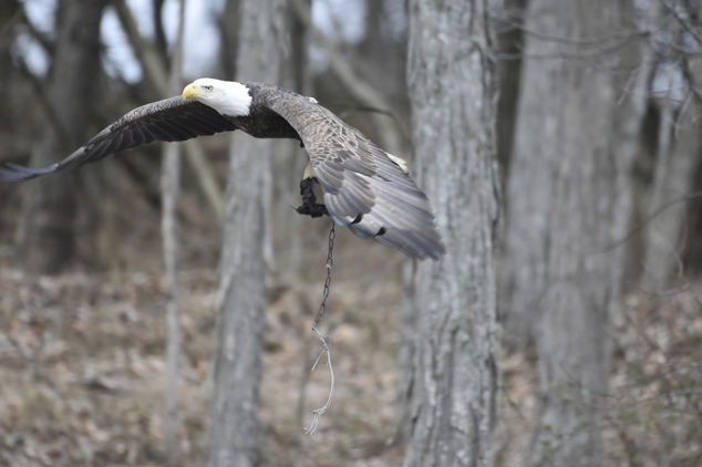 美宾州一白头鹰被捕猎夹所伤无法自由飞翔
