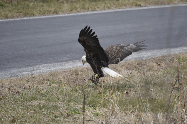 美宾州一白头鹰被捕猎夹所伤无法自由飞翔