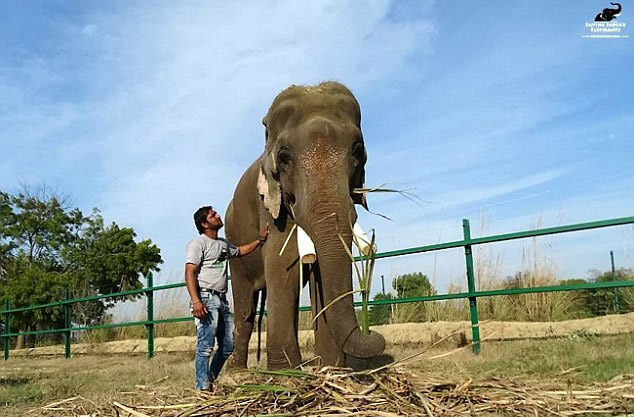 印度一大象遭折磨囚禁长达50年伤痕累累终获救