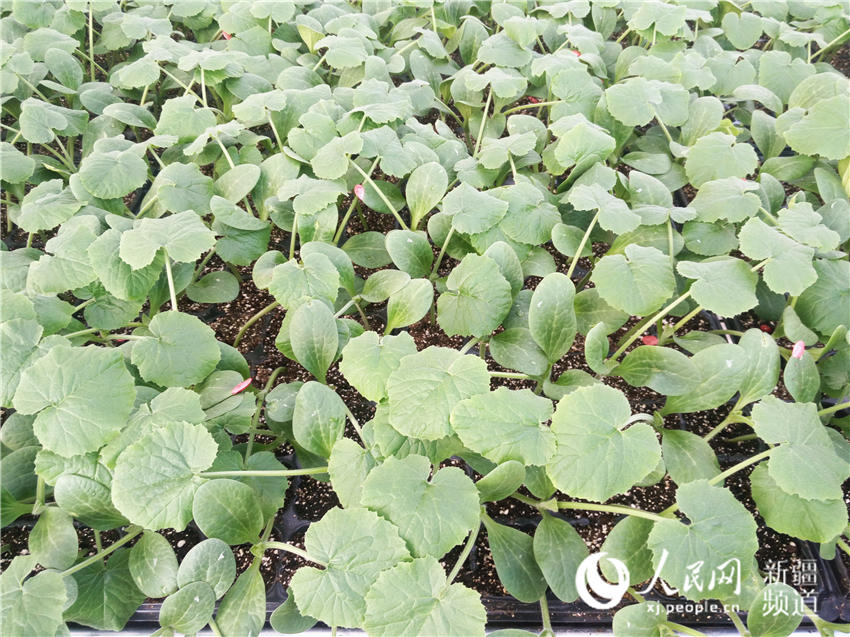 哈巴河县智能温室提供优质蔬菜种苗(组图)