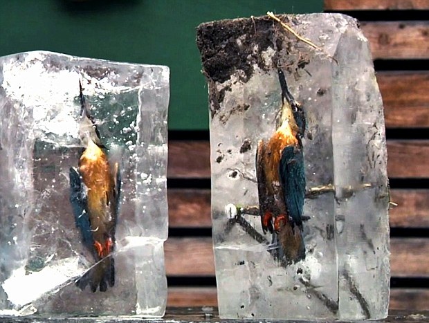 德国2只翠鸟被冻成“冰雕” 疑入水捕鱼遇意外