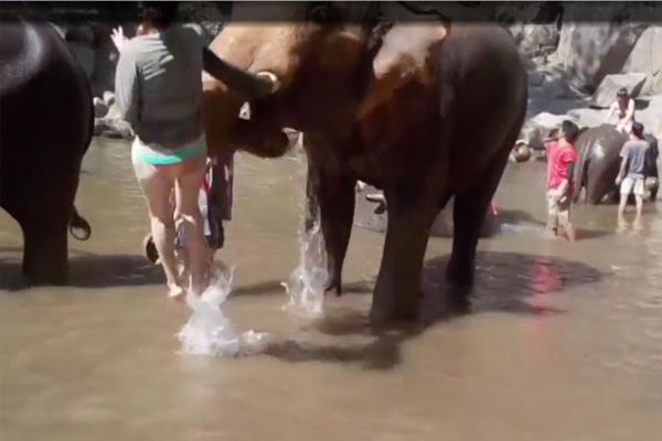 美国女游客泰国摸象鼻被暴脾气大象甩至半空