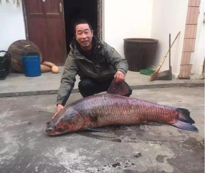 男子钓到百斤“巨无霸”大鱼 长达1米