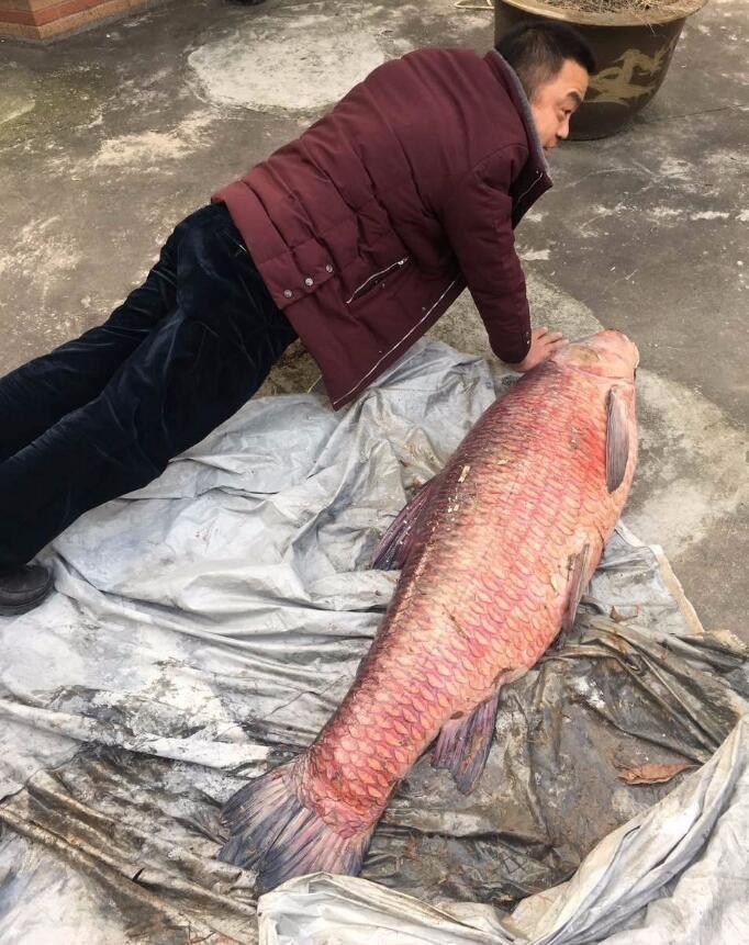 男子钓到百斤“巨无霸”大鱼 长达1米
