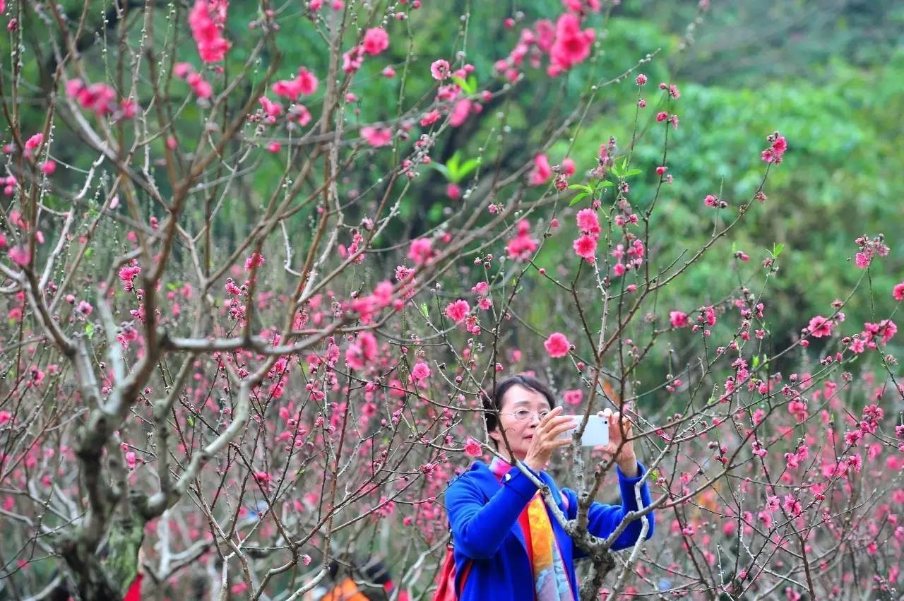 广州的桃花美爆啦,目前是最佳观赏期,为桃花运