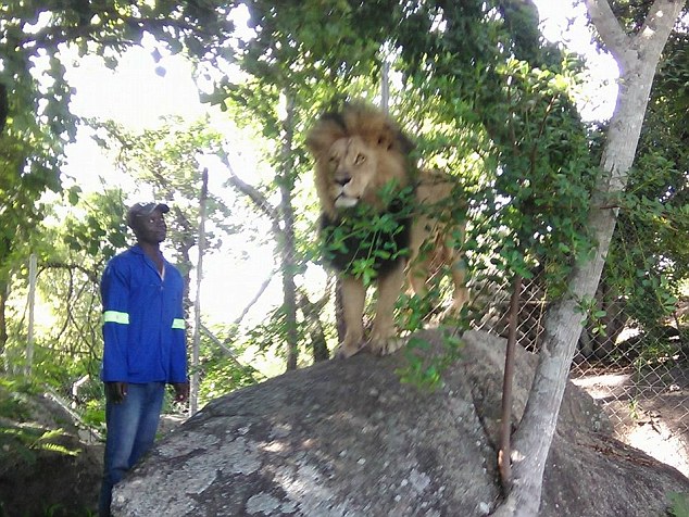 女游客津巴布韦拍照时遭狮子袭击受伤